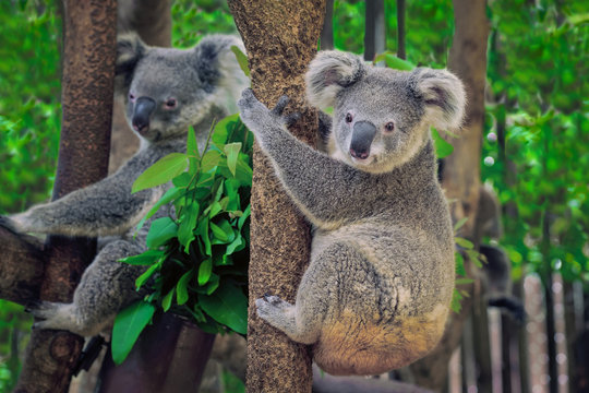 A cute coala.