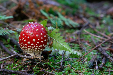 Lone growing toadstool