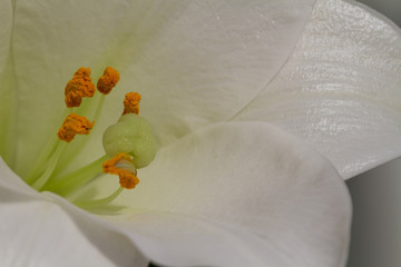 close-up of a blooming white lily