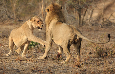 Female lion, Panthera leo, swatting a courting male lion.