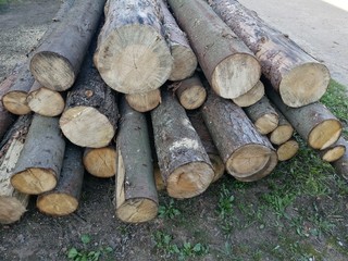 folded prepared long logs of conifers on grass outdoors