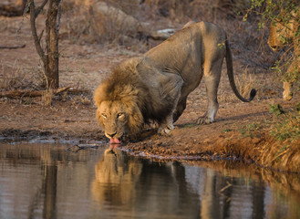 A male lion, Panthera leo, drinking from a water hole.