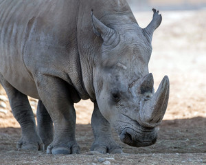 Fototapeta premium Wild Animal African Rhinoceros or Rhino in Al Ain Zoo, United Arab Emirates