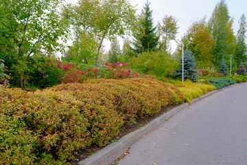 The road in the park along ornamental shrubs and trees on an autumn sunny day.