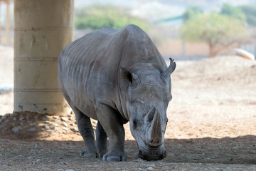 Naklejka premium Wild Animal African Rhinoceros or Rhino in Al Ain Zoo, United Arab Emirates