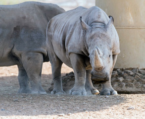 Fototapeta premium Wild Animal African Rhinoceros or Rhino in Al Ain Zoo, United Arab Emirates