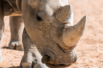 Obraz premium Wild Animal African Rhinoceros or Rhino in Al Ain Zoo, United Arab Emirates