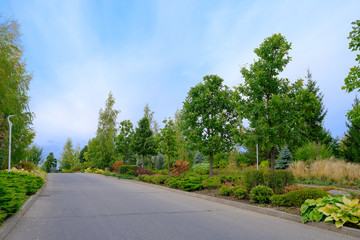 The road in the city park along ornamental shrubs and trees on autumn day.