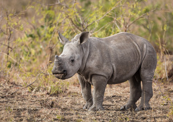A baby white rhinoceros, Ceratotherium simum, standing.