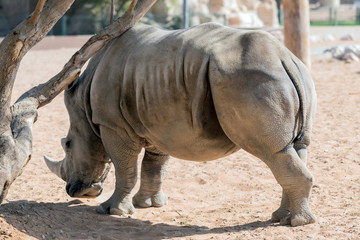 Obraz premium Wild Animal African Rhinoceros or Rhino in Al Ain Zoo, United Arab Emirates