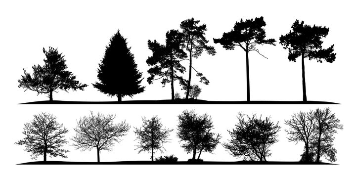 vector illustration of a set of silhouettes of natural trees on a white background 