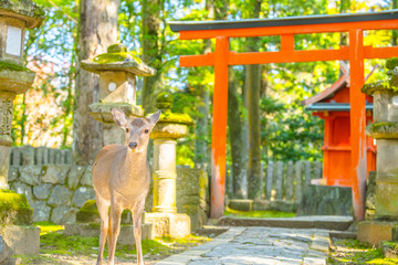 鳥居の前で佇む鹿　奈良公園