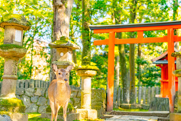 鳥居の前で佇む鹿　奈良公園