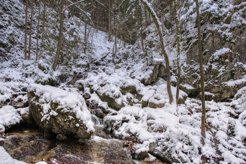 Winter landscape in mountains with river and beautifully snowy trees, Slovakia Mala Fatra, Janosikove hole