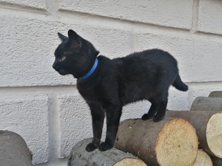 black cat stands on folded round firewood along a beige wall and looks forward outdoors