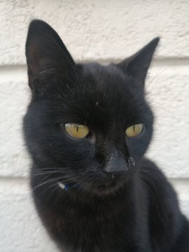 beautiful young black cat sits and looks forward looking