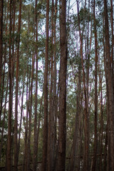 Fototapeta premium sunset 