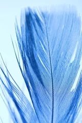 Makrohintergrund der blauen Feder. Feather close-up texture.panton 2020 classic blue © Yuliya
