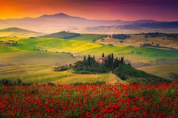 Wall murals Toscane Stunning red poppies blossom on meadows in Tuscany, Pienza, Italy
