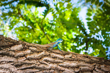 Naklejka na ściany i meble Blue-crested Lizard climbing the tree, Indo-Chinese Forest Lizard