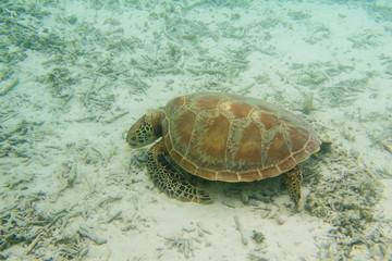 慶良間諸島に生息するウミガメ