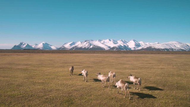Aerial of caribou herd walking with a mountain landscape and grass field in Iceland