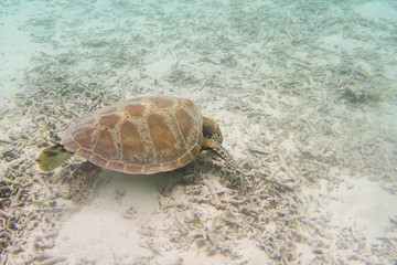 慶良間諸島に生息するウミガメ