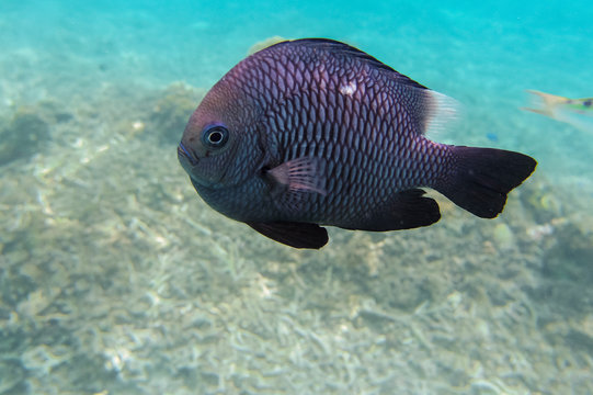 29 最適な ミツボシクロスズメダイ 画像 ストック写真 ベクター Adobe Stock