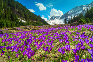 Meadow with purple crocus flowers and snowy mountains, Transylvania, Romania