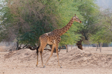 Beautiful wild animal tall Giraffe in Al Ain Zoo Safari Park, United Arab Emirates