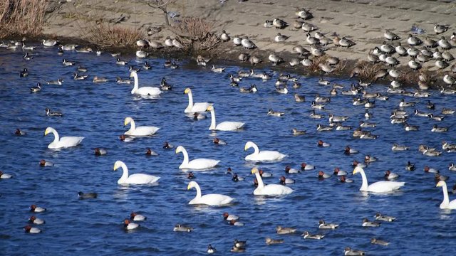 かなりの強風です。皆、風に向かって前傾姿勢。ONE TEAM　なるか。オオハクチョウ