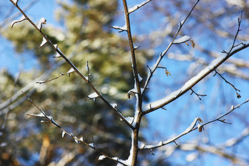 a branching tree covered with snow