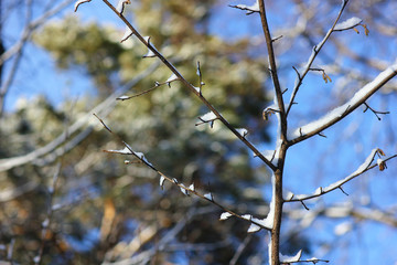 winter landscape with frost-covered branches in a ray of sunlight