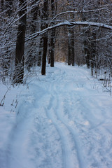 view of the ski track in the winter forest
