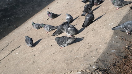 Fototapeta premium Gray pigeons in the urban area. A pigeon stands near a source of water. Beautiful pigeon close-up