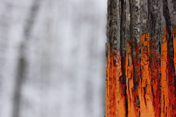 Fototapeta premium textured tree bark painted with colored paints