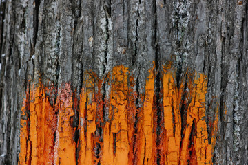 Obraz premium textured tree bark painted orange