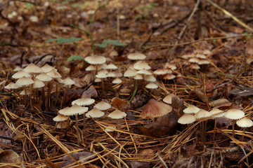 small, inedible mushrooms on the forest litter in autumn