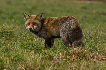 Naklejka na ściany i meble fox in a meadow
