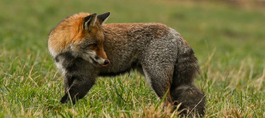 Naklejka na ściany i meble fox standing in a meadow