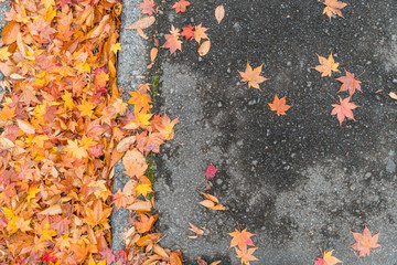 red maple leaf on concrete road