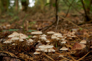 small, inedible mushrooms on the forest litter in autumn