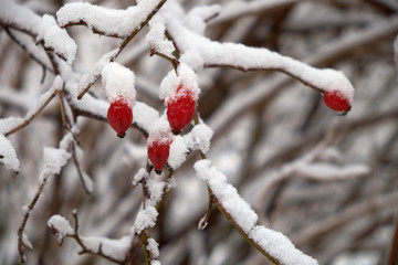 Snow covered trees in the winter forest