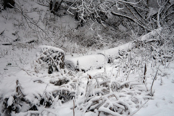Snow covered trees in the winter forest
