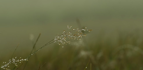 fresh morning in the summer. macro of grass with rain drops