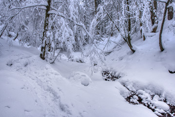 Fototapeta premium Boreal forest on a cold winter day after the snowstorm , slovakia , mala fatra