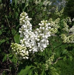 flowering spring branch of white lilac on a blurred background
