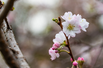 close up white sakura flowers