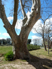 alley of old plane trees in early spring