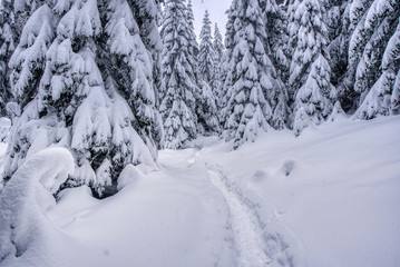winter mountain landscape. winding road that leads into the pine forest covered with snow. 